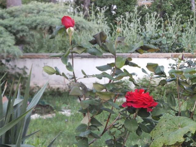 Name:  DSCF4920.jpg
Views: 250
Size:  57.4 KB