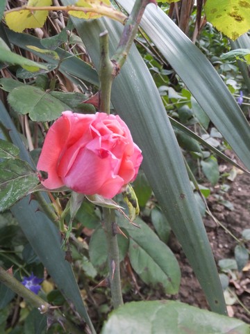 Name:  DSCF4924.jpg
Views: 273
Size:  68.5 KB