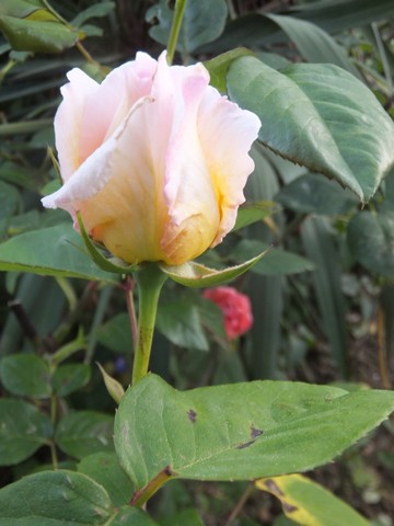 Name:  DSCF4925.jpg
Views: 237
Size:  52.3 KB