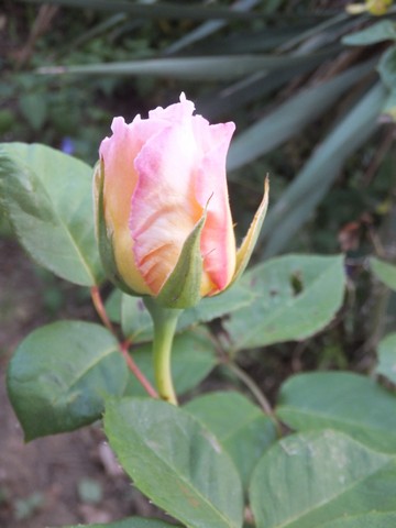 Name:  DSCF4926.jpg
Views: 241
Size:  45.0 KB