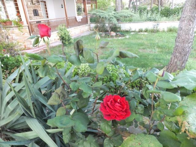Name:  DSCF4931.jpg
Views: 247
Size:  63.3 KB