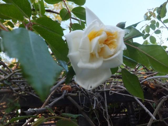 Name:  DSCF4934.jpg
Views: 264
Size:  43.6 KB