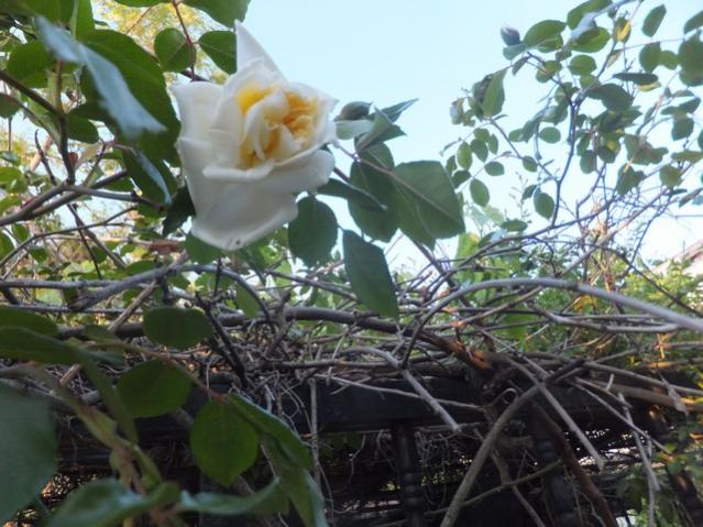 Name:  DSCF4935.jpg
Views: 238
Size:  58.9 KB