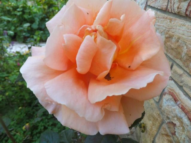 Name:  DSCF4944.jpg
Views: 252
Size:  37.5 KB