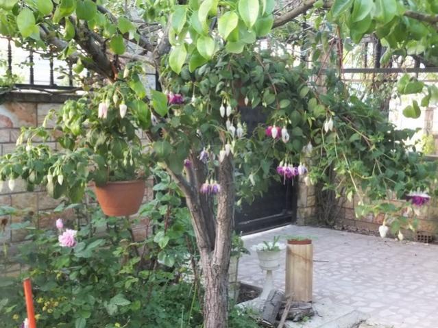 Name:  DSCF4948.jpg
Views: 255
Size:  66.8 KB