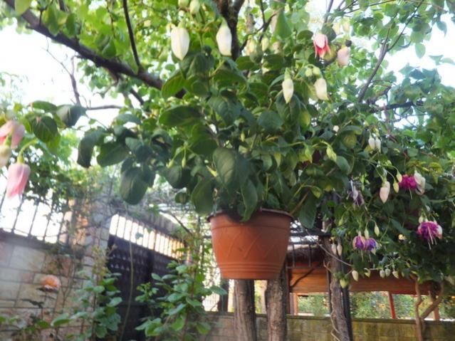 Name:  DSCF4949.jpg
Views: 251
Size:  64.1 KB