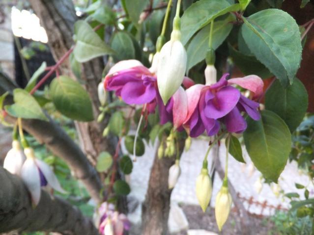 Name:  DSCF4957.jpg
Views: 231
Size:  42.4 KB