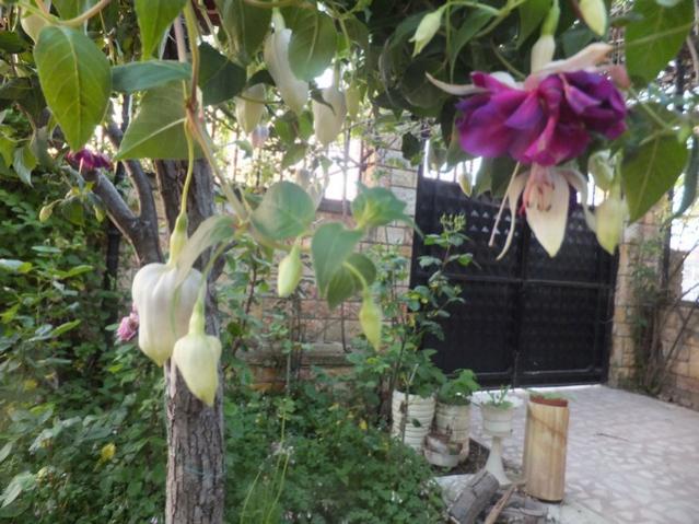 Name:  DSCF4958.jpg
Views: 235
Size:  58.0 KB