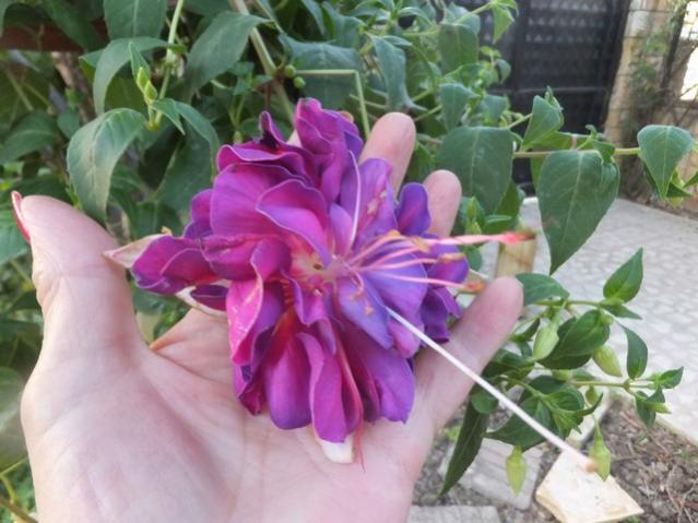 Name:  DSCF4959.jpg
Views: 255
Size:  46.9 KB
