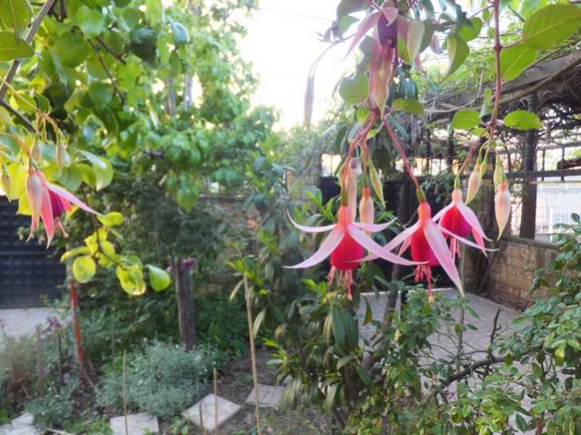 Name:  DSCF4964.jpg
Views: 245
Size:  67.4 KB