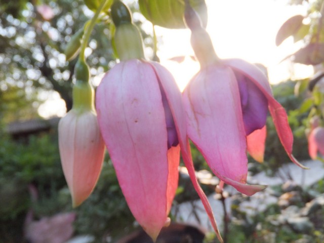 Name:  DSCF4973.jpg
Views: 239
Size:  66.1 KB