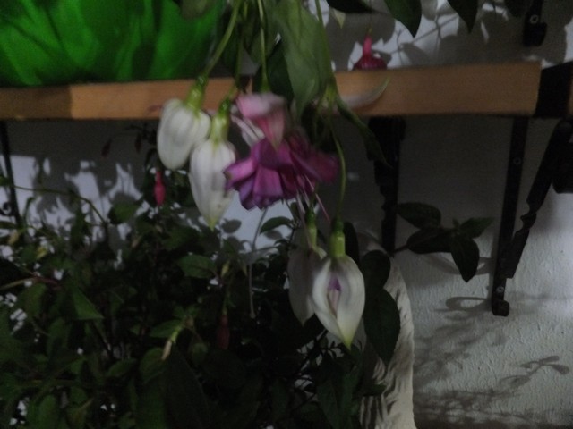 Name:  DSCF4980.jpg
Views: 235
Size:  66.5 KB