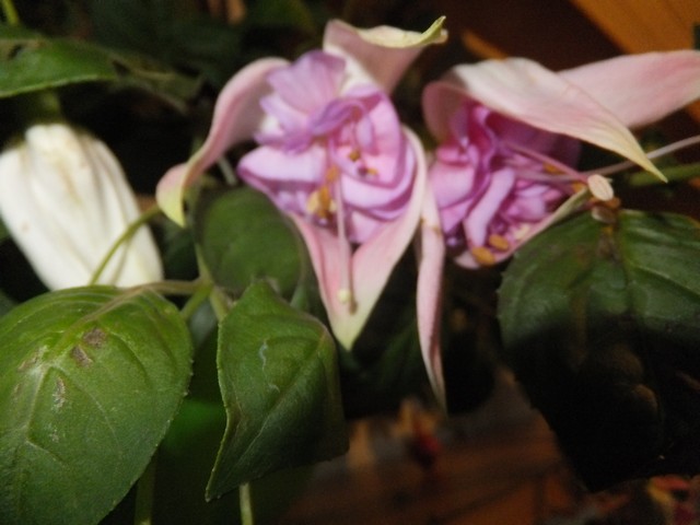 Name:  DSCF4984.jpg
Views: 222
Size:  65.7 KB