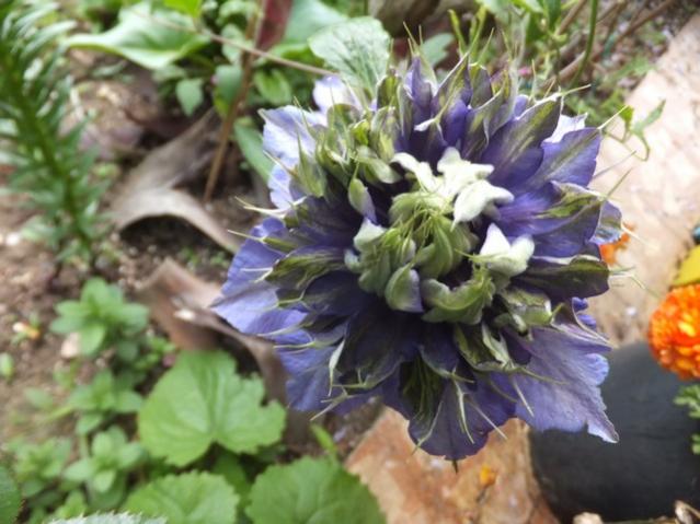 Name:  DSCF5003.jpg
Views: 192
Size:  48.7 KB