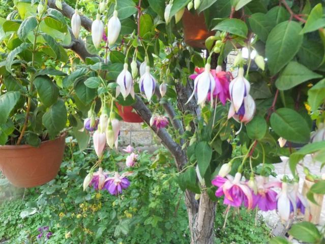 Name:  DSCF5047.jpg
Views: 316
Size:  65.7 KB