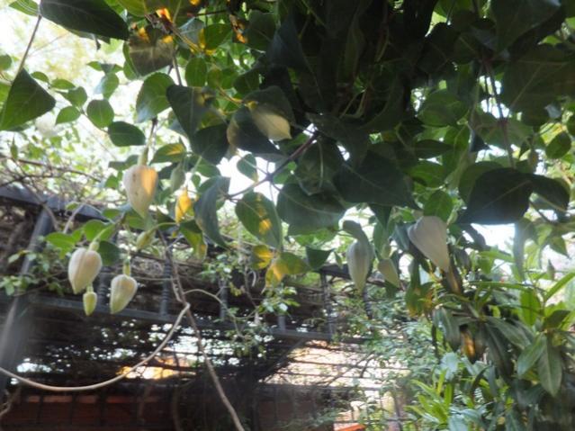 Name:  DSCF5055.jpg
Views: 286
Size:  58.0 KB