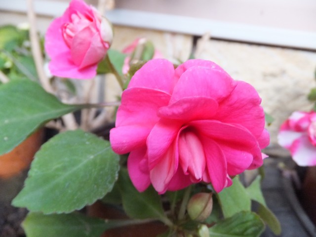 Name:  DSCF5077.jpg
Views: 289
Size:  62.4 KB