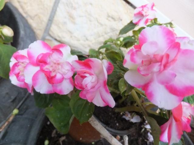 Name:  DSCF5078.jpg
Views: 291
Size:  37.0 KB