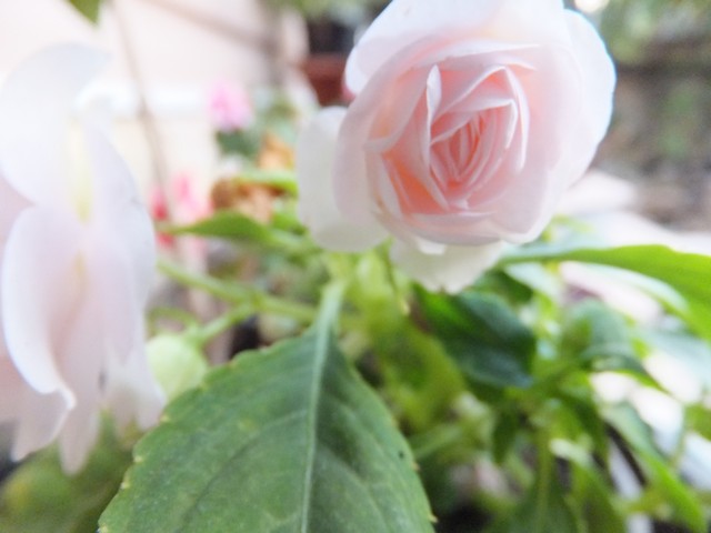Name:  DSCF5082.jpg
Views: 278
Size:  57.0 KB