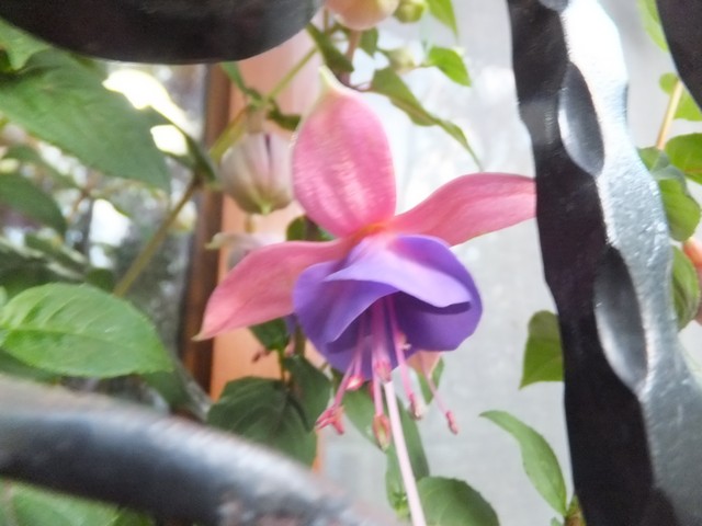 Name:  DSCF5083.jpg
Views: 539
Size:  68.2 KB