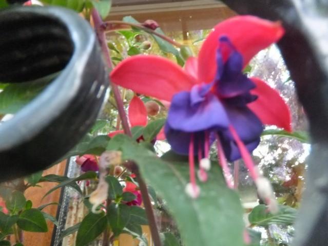Name:  DSCF5084.jpg
Views: 512
Size:  38.8 KB