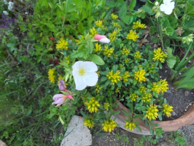 Name:  DSCF5087.jpg
Views: 264
Size:  59.4 KB