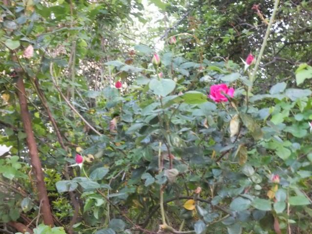 Name:  DSCF5116.jpg
Views: 278
Size:  66.5 KB