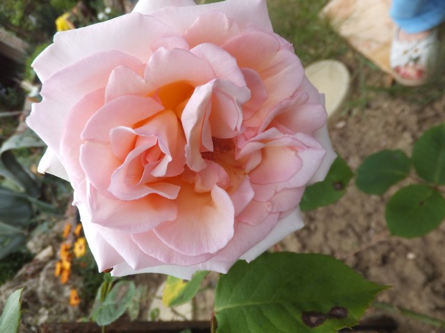 Name:  DSCF5152.jpg
Views: 276
Size:  68.7 KB