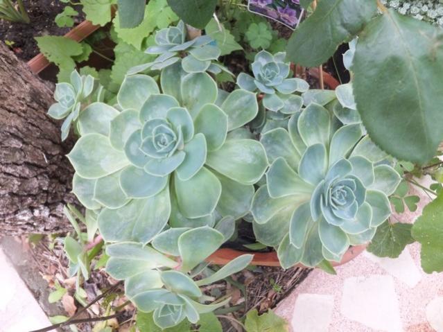 Name:  DSCF5177.jpg
Views: 218
Size:  53.7 KB