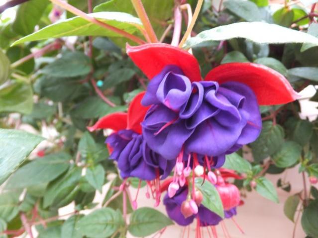 Name:  DSCF5186.jpg
Views: 218
Size:  43.7 KB