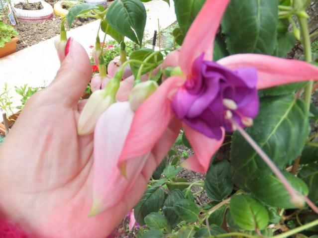 Name:  DSCF5194.jpg
Views: 207
Size:  42.4 KB