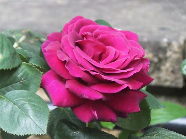 Name:  DSCF5201.jpg
Views: 319
Size:  35.7 KB