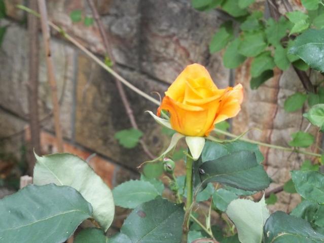 Name:  DSCF5203.jpg
Views: 488
Size:  37.8 KB