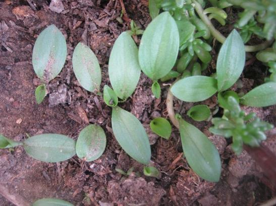 Name:  commelina comminis.jpg
Views: 1548
Size:  46.6 KB