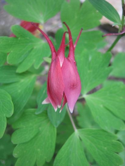 Name:  pembe haseki.jpg
Views: 1328
Size:  22.3 KB