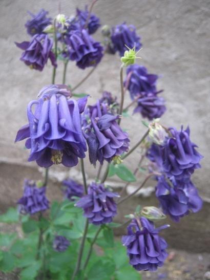 Name:  haseki k-1.jpg
Views: 1318
Size:  31.1 KB