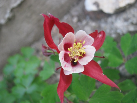 Name:  haseki kpesi--.jpg
Views: 1116
Size:  69.4 KB