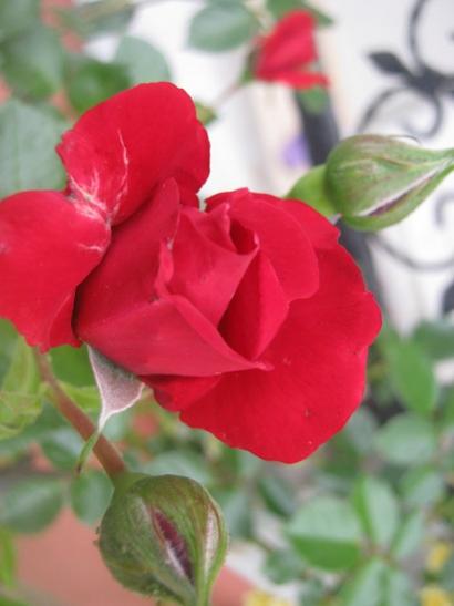 Name:  sarmak gl.jpg
Views: 1429
Size:  23.6 KB