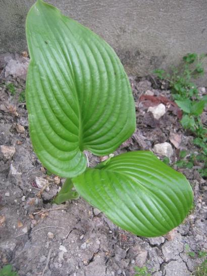 Name:  hosta.jpg
Views: 1357
Size:  44.2 KB