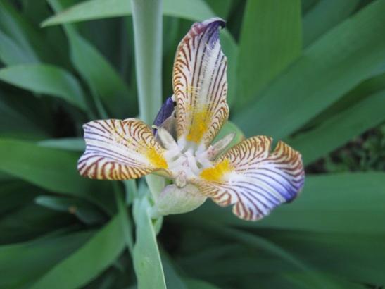 Name:  iris.jpg
Views: 1381
Size:  23.3 KB