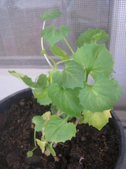 Name:  campanula.jpg
Views: 1062
Size:  30.7 KB