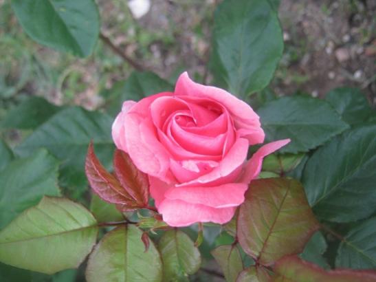 Name:  gl.jpg
Views: 1294
Size:  27.2 KB