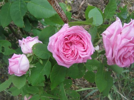 Name:  pembe gl.jpg
Views: 1286
Size:  37.1 KB