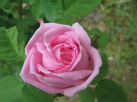 Name:  pembe gl1.jpg
Views: 1290
Size:  23.6 KB