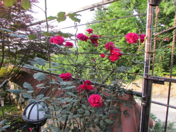 Name:  IMG_3627.jpg
Views: 682
Size:  72.3 KB