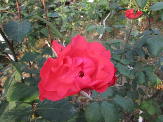 Name:  IMG_3657.jpg
Views: 672
Size:  47.7 KB