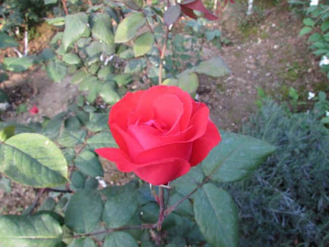 Name:  IMG_3661.jpg
Views: 652
Size:  45.9 KB