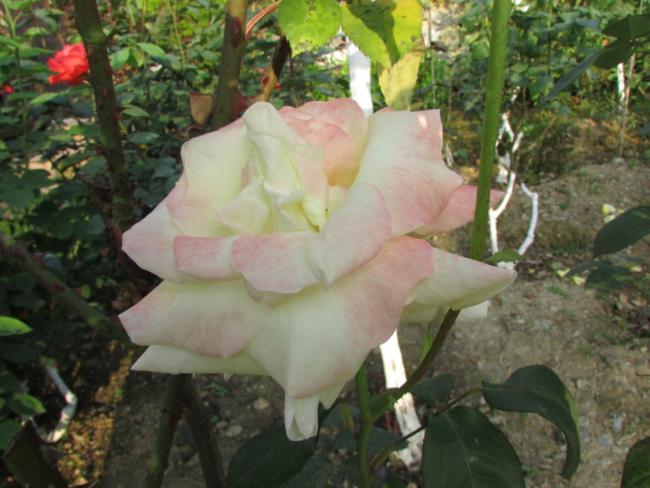 Name:  IMG_3665.jpg
Views: 637
Size:  47.0 KB