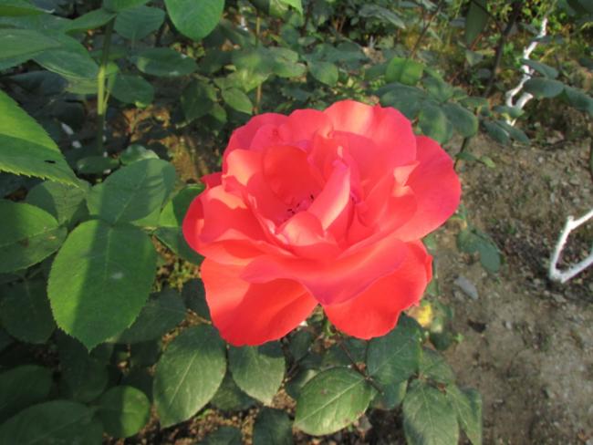 Name:  IMG_3673.jpg
Views: 637
Size:  45.8 KB