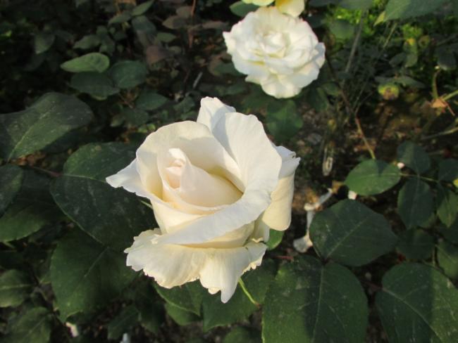 Name:  IMG_3674.jpg
Views: 632
Size:  37.3 KB